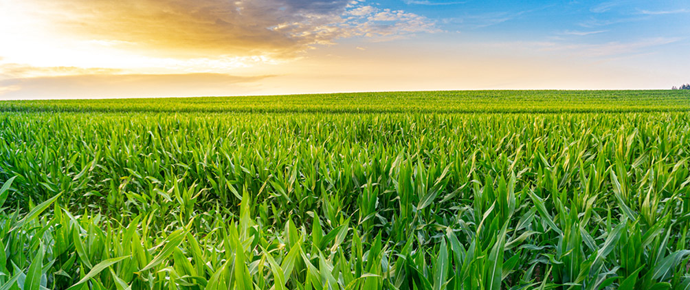 Ag Finance: Too Much of a Good Thing: The Paradox of Perfect Weather