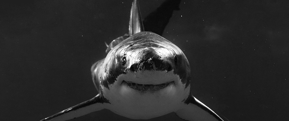 The Risk Asset “Smile”: Finding the Sweet Spot for P&C Insurers