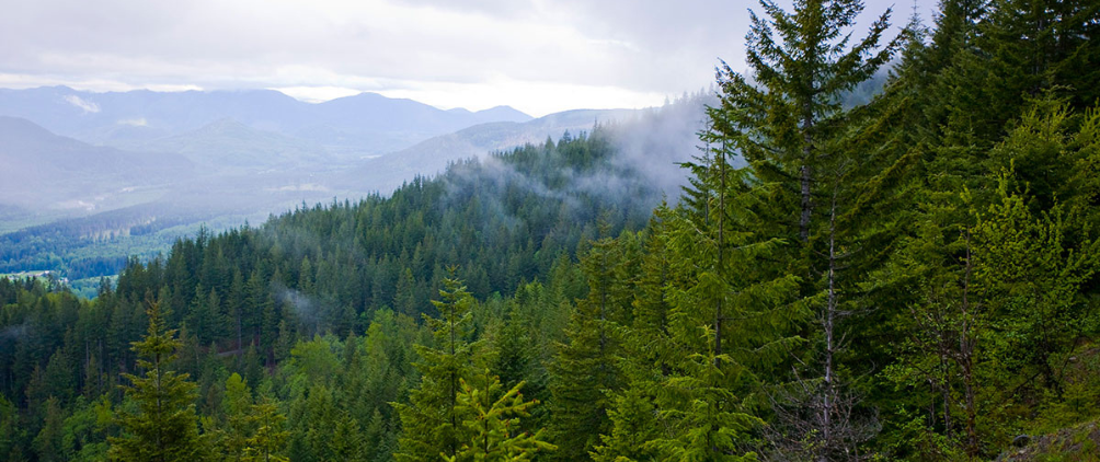 A thematic framework for investing in the nature and climate transition