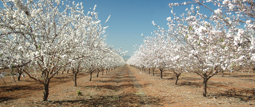 Going Long on Permanent Crops: Long-term Demand Fundamentals of Almonds and Pistachios