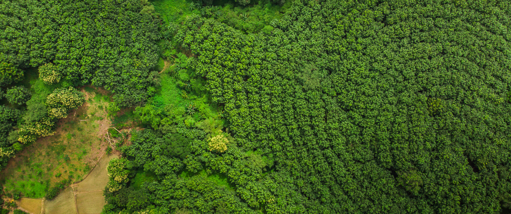 Structured Credit: Seeing the Forest for the Trees