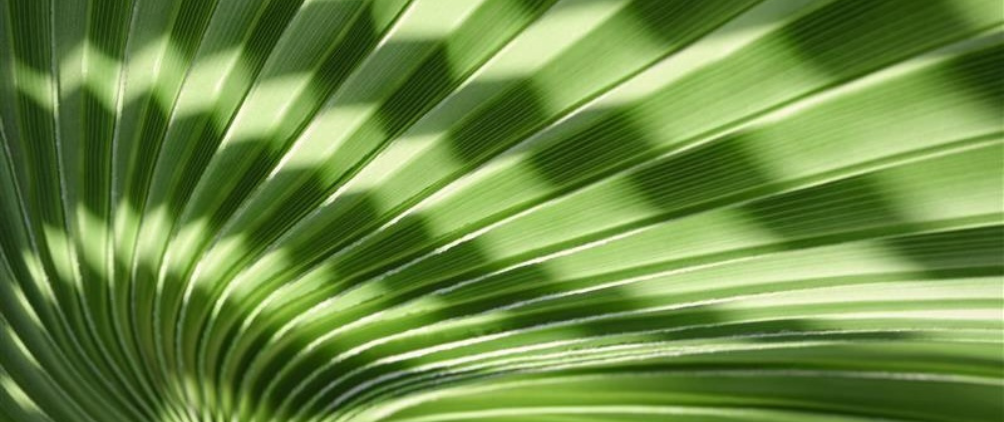 Close-up of a green palm leaf with sunlight creating a checkered pattern of light and shadow across its ridges.