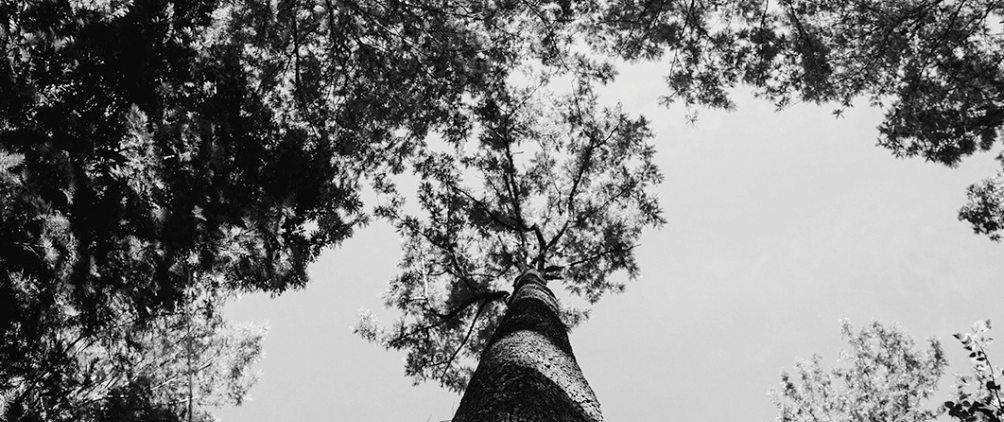 Black and white photo looking up at tall trees with branches and leaves extending toward the sky.