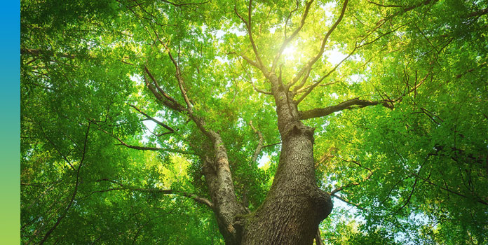 Seeing the Forest from the Trees: A closer look at SRI investing