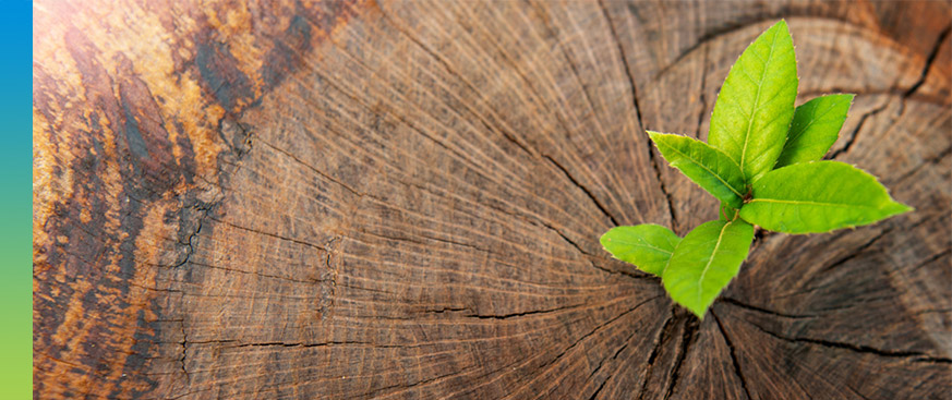 Short Duration Fixed Income: New Environment, New Opportunities