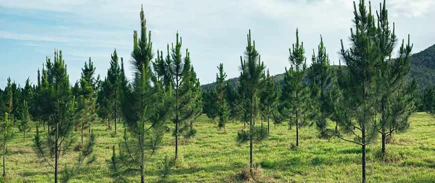 Building confidence in the voluntary carbon market: the ICVCM's Core Carbon Principles