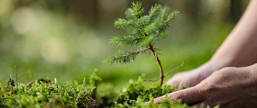 Building confidence: ICVCM Core Carbon Principles Assessment Framework released