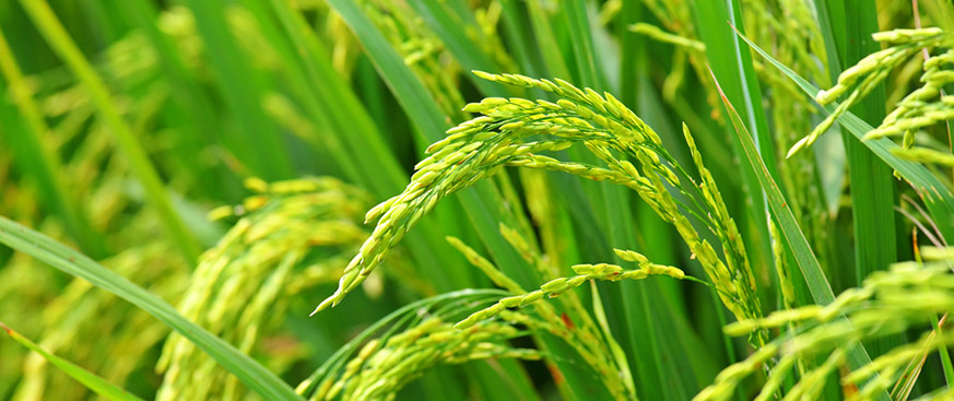 Why invest in agriculture now?