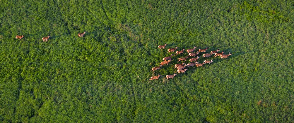 Aerial view of a herd of deer running across a lush green grassland.